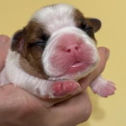 Boy 1 - Fawn and white male French Bulldog puppy in Litchfield, Ohio from Rock N’ Roll Frenchies