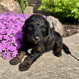 Noah - Phantom male Bernedoodle puppy in Bowling Green, Ohio from FDF Pyredoodles & Bernedoodles