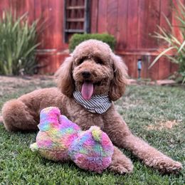 Goldendoodles from Goldendoodle Pals