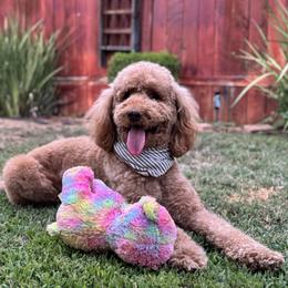 Goldendoodles from Goldendoodle Pals