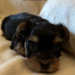 Blizzard - Black and tan male Yorkshire Terrier puppy in Goode, Virginia from Glass Hill Yorkies
