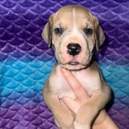 Tiffany - Fawn female Great Dane puppy in Orange Grove, Texas from Shadow Veil Dane’s