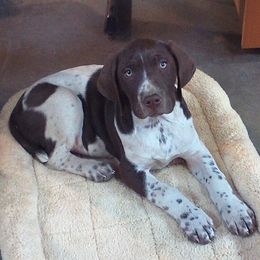 German Shorthaired Pointers from Kecia's Pups