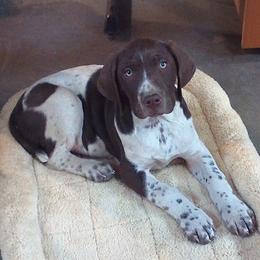 German Shorthaired Pointers from Kecia's Pups