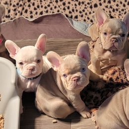French Bulldog Puppies from Jessicah's Frenchies Michigan's French Bulldog Breeder