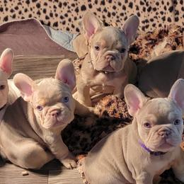 French Bulldog Puppies from Jessicah's Frenchies Michigan's French Bulldog Breeder