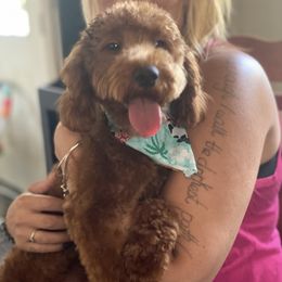 Dakota - Goldendoodle