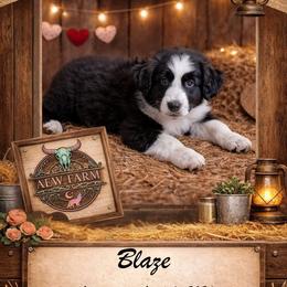Blaze - Black & white male Australian Shepherd puppy in Citra, Florida from AEW Farm