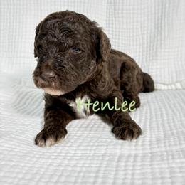 Henlee - Brown male Poodle puppy in Carrollton, Georgia from Dande Poodles, LLC