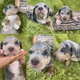 Catahoula Leopard Dog Puppies from Middle Acres Catahoulas