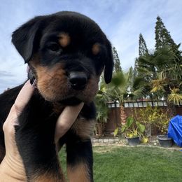 Purple collar girl 💜 - Black and mahogany Rottweiler puppy in Medford, Oregon from 541Rottweilers