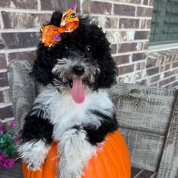 Bora Bora - Parti female Goldendoodle puppy in Mc Kinney, Texas from Flair Doodles