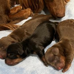 Dachshund puppies from Paws Laws k9