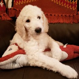 Bernedoodles and Goldendoodles from Debbie's Doodles