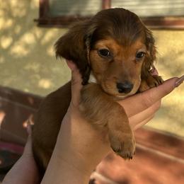Bambi - Sable female Dachshund puppy in Bakersfield, California from Rosey Dachshund