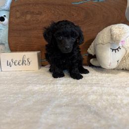Candy - Black female Poodle puppy in Prescott Valley, Arizona from Caloosa Toy Poodles