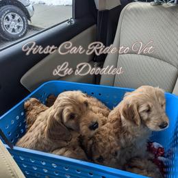 Goldendoodle Puppies from Lu Doodles