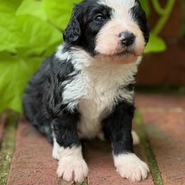 Professor - Black and white male Bernedoodle puppy in Russellville, Arkansas from Crossgate Doodles