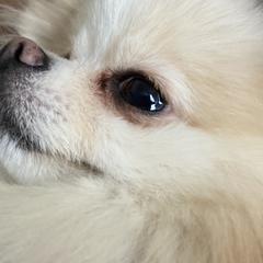 Tila - Pomeranian