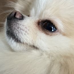 Tila - Pomeranian