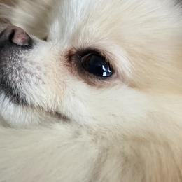 Tila - Pomeranian