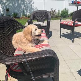 Aussiedoodle, Goldendoodle, and Poodle All Grown Up from Dandelion Doodles of Oklahoma