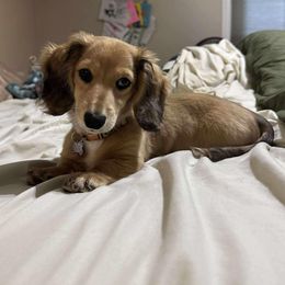 Dachshund and Pembroke Welsh Corgi Puppies from Three K Miniature Dachshunds