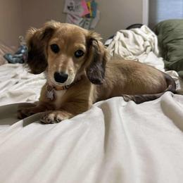 Dachshund and Pembroke Welsh Corgi Puppies from Three K Miniature Dachshunds