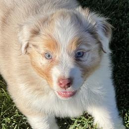 Sissy's Red Merle Boy 2 - Red merle male Australian Shepherd puppy in Mt. Pleasant, Utah from WildeOak Aussies