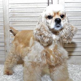 Cocker Spaniels and Poodles from Stanfield Farms