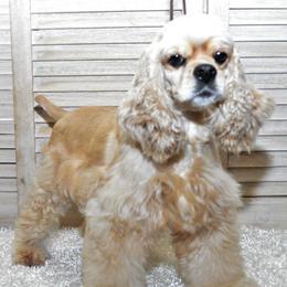 Cocker Spaniels and Poodles from Stanfield Farms