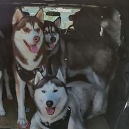 Siberian Huskies from Anthony Vasquez's Siberian Huskies