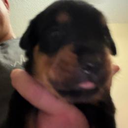 Blue boy - Black and mahogany male Rottweiler puppy in Colorado Springs, Colorado from Von Locher Rotties