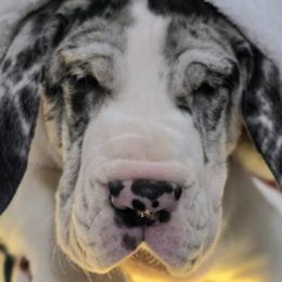 Great Danes from Bluestone Valley Great Danes