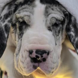 Great Danes from Bluestone Valley Great Danes