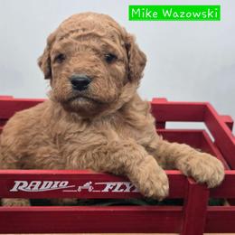 Mike Wazowski - Red  male Goldendoodle puppy in Neillsville, Wisconsin from Granton Creek