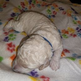 Goldendoodle Puppies from Lauralyn's Goldendoodles