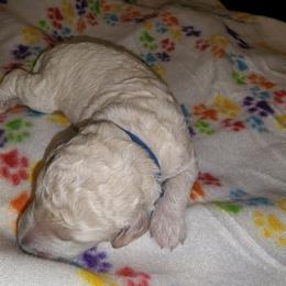 Goldendoodle Puppies from Lauralyn's Goldendoodles