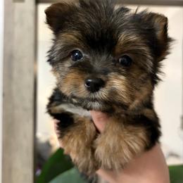 Teddy - Black and tan male Yorkshire Terrier puppy in Parma Heights, Ohio from Yorkies of Ohio