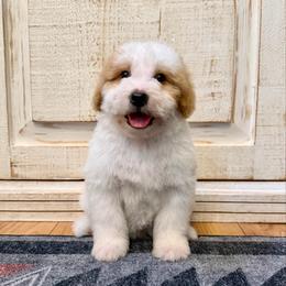 White and Red Bicolor 1 - Red male Bernedoodle puppy in Brooksville, Florida from Kruger Doodles
