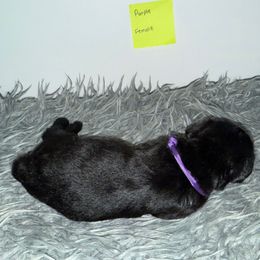 Purple - Black female Giant Schnauzer puppy in Northport, Alabama from Lugo Giant Schnauzers