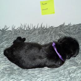 Purple - Black female Giant Schnauzer puppy in Northport, Alabama from Lugo Giant Schnauzers