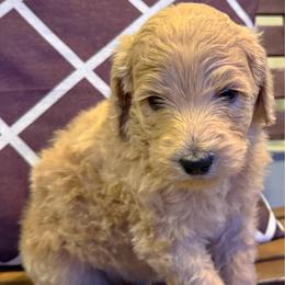 Einstein - Sable male Goldendoodle puppy in Social Circle, Georgia from Poppiedoodle Farms