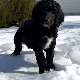 Champ - Blue male Poodle puppy in Denton, Maryland from Cajun Girl Kennels