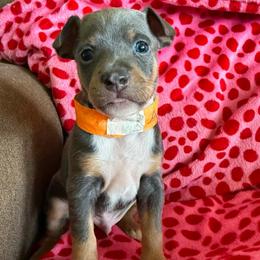 Apollo - Blue white and tan male Rat Terrier puppy in Molalla, Oregon from The Puppy Patch Rat Terriers