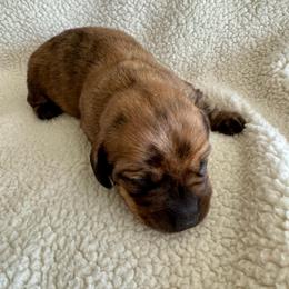 Fred - Brindle male Dachshund puppy in Jarrell, Texas from Blackfoot Dachshunds