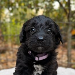 Morticia (Guardian Home Opportunity) - Black and white female Aussiedoodle puppy in Mulino, Oregon from Korbella Farm