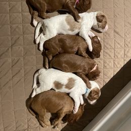 Goldendoodle Puppies from BFF Goldendoodles