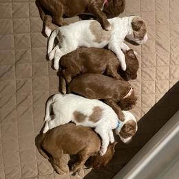 Goldendoodle Puppies from BFF Goldendoodles