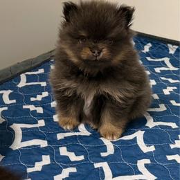 June Ellis - Blue and tan female Pomeranian puppy in Newport Beach, California from Exotic City Pomeranians and chihuahuas